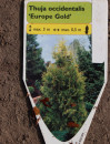 náhled Zerav západní ´Europe Gold´