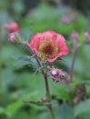 náhled Kuklík ´Tempo Rose´