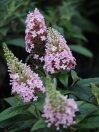 náhled Komule davidova Butterfly Candy ®'Little Pink'