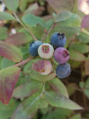 náhled Kanadská borůvka 'Pioneer'