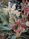 náhled Pieris japonský 'Flaming Silver'