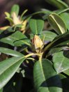 náhled Rododendron 'Percy Wiseman'
