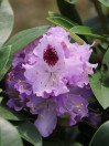 náhled Rododendron 'Blue Peter'