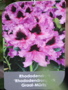 náhled Rododendron 'Graal Müritz'