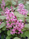 náhled Šeřík Meyerův 'Flowerfesta Pink'