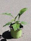 náhled Třapatkovka nachová 'Prairie Blaze Vintage Lime'