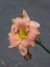 náhled Denivka 'Elegant Candy'