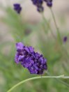 náhled Levandule lékařská 'Aromatico Blue Compact'
