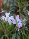 náhled Plamenka šídlolistá 'Emerald Cushion Blue'