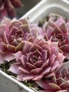 náhled Netřesk 'BigSam Pink Pomelo'