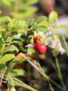 náhled Brusnice brusinka 'Red pearl'