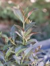 náhled Vajgélie květnatá 'Purpurea'