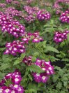 náhled Sporýš 'Lanai Compact Violet with Eye'