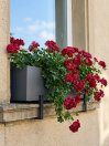 náhled Muškát - Pelargonie štítnatá 'Corriente Artic Red'