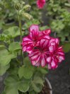 náhled Muškát - pelargonie štítnatá 'Corrirnte Pink Bicolor'