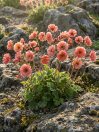 náhled Kuklík 'Tempo Coral'