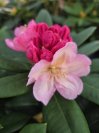 náhled Rododendron 'Percy wiseman'
