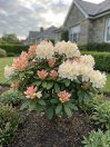 náhled Rododendron 'Percy wiseman'