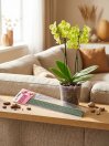 náhled Tyčka k orchideji plastová 27 cm - 5 ks zelená