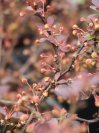 náhled Dřišťál Thunbergův 'Atropurpurea Nana'