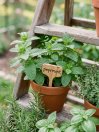 náhled Máta peprná 'Peppermint'
