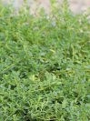 náhled Mateřídouška časná 'Albiflorus'
