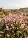 náhled Vřes obecný 'Rosa Elisa'