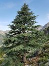náhled Cedr atlaský 'Glauca'