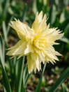 náhled Dvojitý narcis 'Rip van Winkle'
