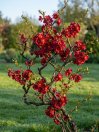 náhled Kdoulovec lahvicovitý 'Rubra'