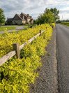 náhled Svída výběžkatá 'Hedgerows Gold'
