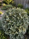 náhled Hlošina Ebbingeova 'Compacta'