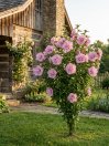 náhled Ibišek syrský 'Pink Chiffon´®