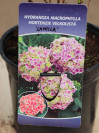 náhled Hortenzie velkolistá 'Camilla'