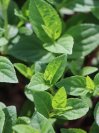 náhled Hortenzie latnatá 'Sundae Fraise'
