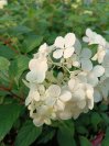 náhled Hortenzie latnatá 'Sundae Fraise'