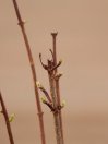 náhled Hortenzie latnatá 'Vanille Fraise'