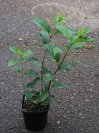 náhled Hortenzie latnatá Vanille Fraise 'Renhy' ®
