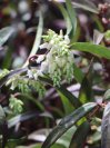 náhled Leucothoe 'Halloween'