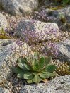 náhled Limonka 'Dazzle Rocks'