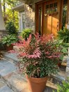 náhled Nandina domácí 'Blush Pink' ®