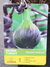 náhled Fíkovník smokvoň 'Brown Turkey'