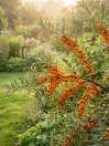 náhled Rakytník řešetlákový 'Friesdorfer Orange'