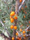 náhled Rakytník řešetlákový 'Friesdorfer Orange'
