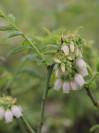 náhled Kanadská borůvka 'Hortblue Petite' ®