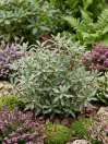 náhled Pieris japonský 'Little Heath' - zakrslý
