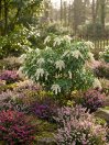 náhled Pieris japonský 'Sarabande'