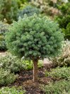 náhled Smrk pichlavý 'Glauca Globosa'