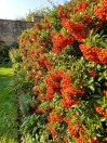náhled Hlohyně šarlatová Saphyr® 'Rouge'