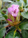 náhled Rododendron 'Blue Peter'